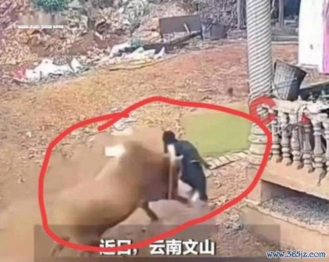 男子被自家牛多次顶翻致肋骨断裂 妻子抡锄头施救